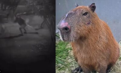 Local na Ilha do Governador onde capivara foi vítima de maus-tratos.
