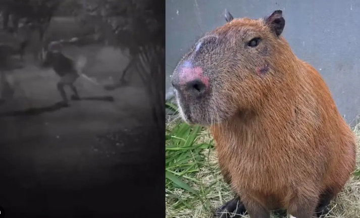Local na Ilha do Governador onde capivara foi vítima de maus-tratos.