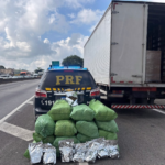 PRF apreende mais de 100 kg de maconha na Dutra