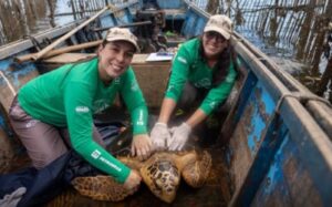 Tartarugas raras reaparecem na Baía de Guanabara e intrigam cientistas
