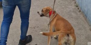 Cachorro vítima de maus-tratos é resgatado em Cabo Frio