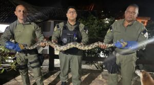 Jiboia de 2 metros é resgatada em casa e devolvida à natureza em Niterói
