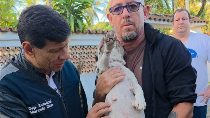 Comissão da Alerj resgata três cães vítimas de maus-tratos na Zona Oeste do Rio