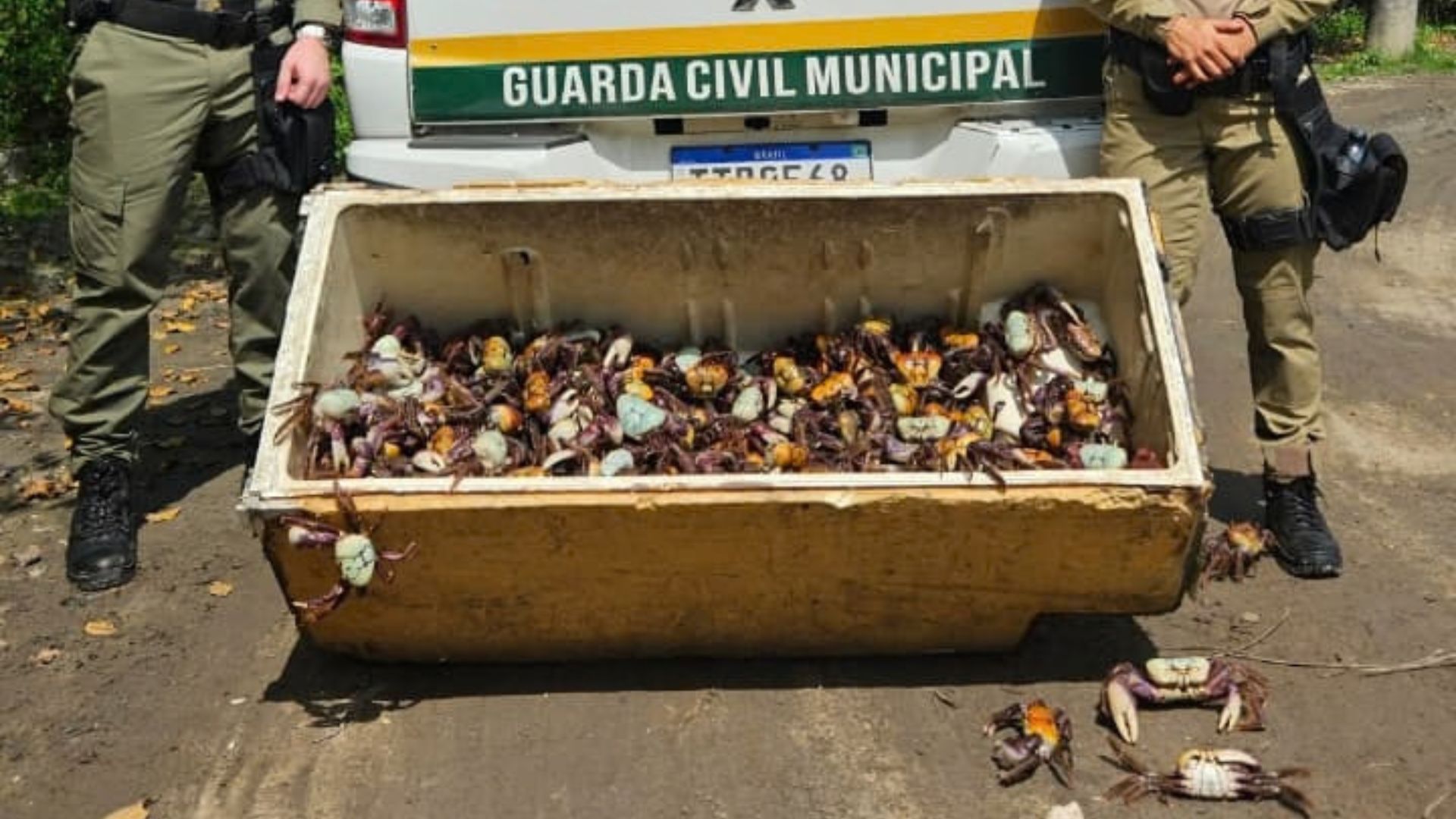 Caranguejos-uçá resgatados pela Guarda Municipal de Niterói e devolvidos ao manguezal de Itaipu durante o período de defeso.