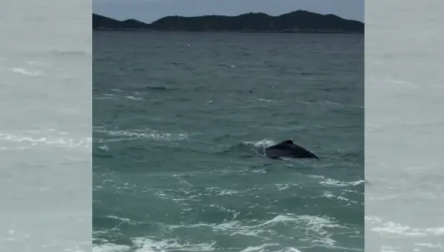 Baleia surpreende banhistas e aparece bem perto da areia na Praia de Itaipuaçu, em Maricá